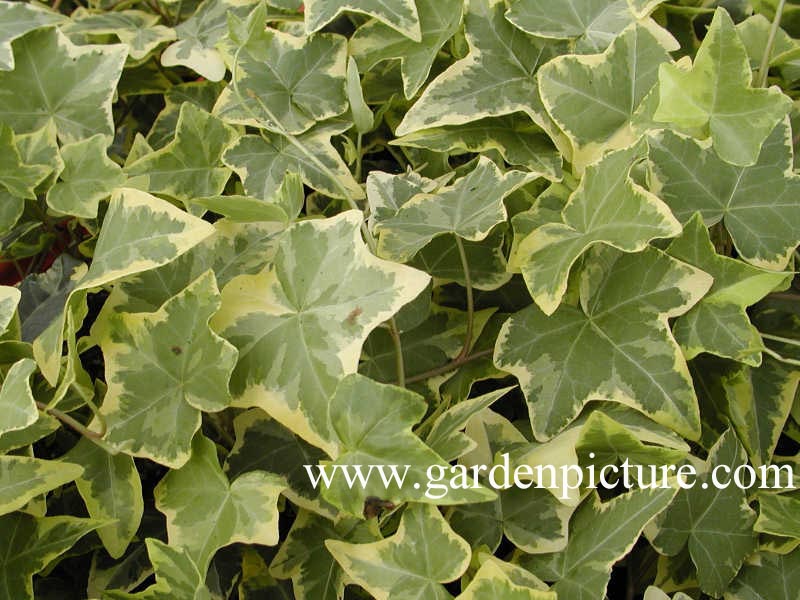 Hedera helix 'Goldchild'
