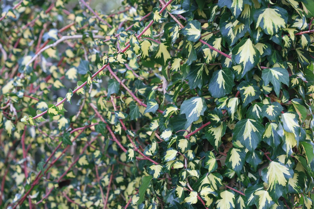 Hedera helix 'Goldheart'