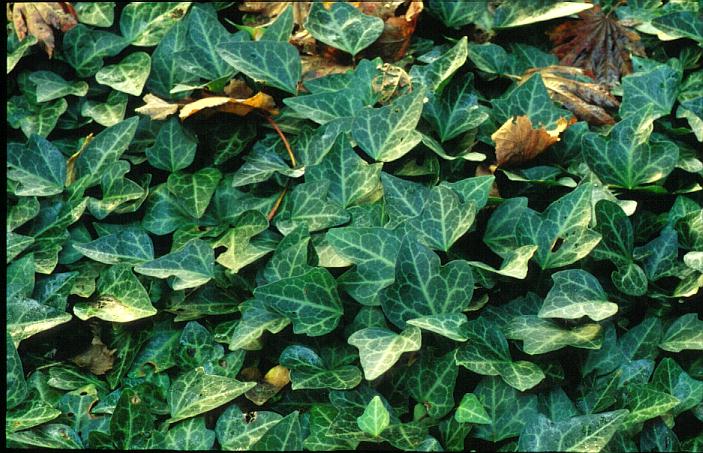 Hedera helix 'Grunpfeil'