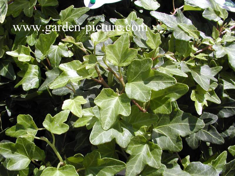 Hedera helix 'Maple Queen'