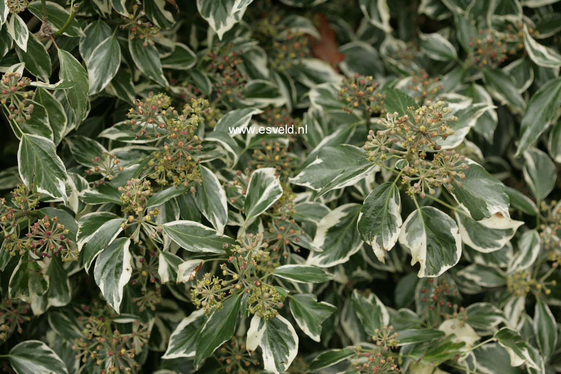 Hedera helix 'Marginata Elegantissima'