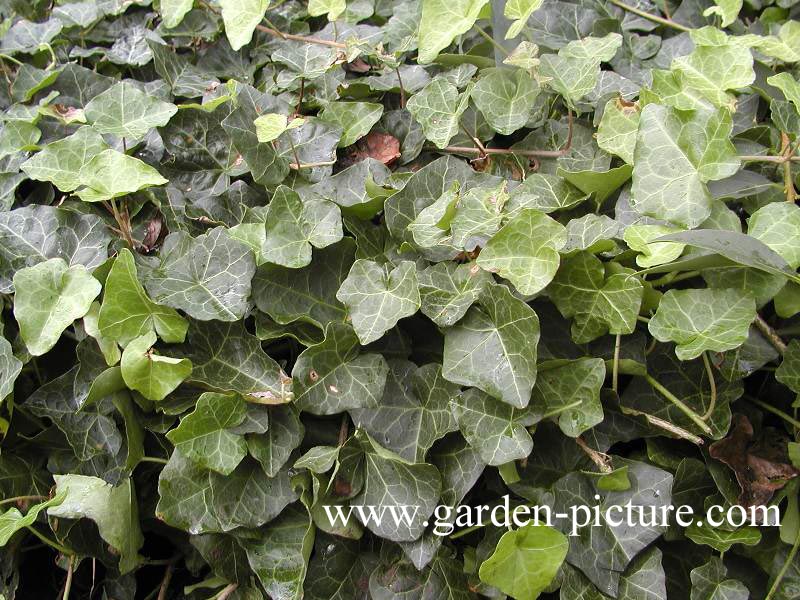 Hedera helix 'Modern Times'