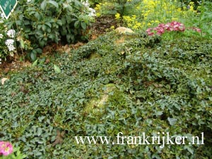 Hedera helix 'Spetchley'