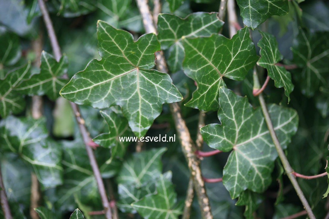 Hedera helix 'Thorndale'