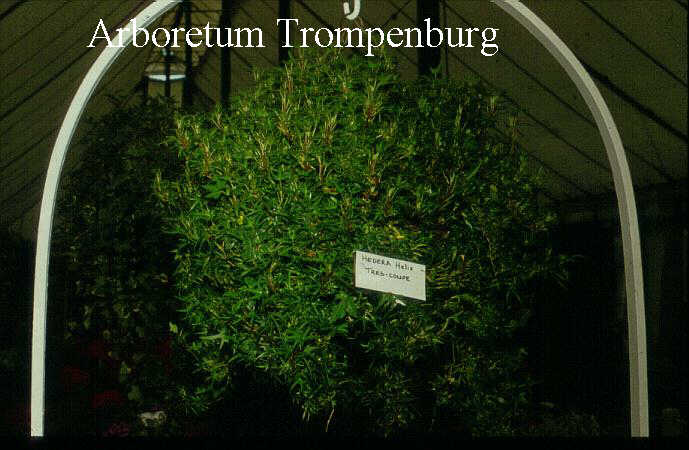 Hedera helix 'Tres Coupe'