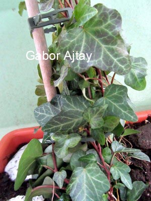 Hedera helix 'Wonder' (55481)