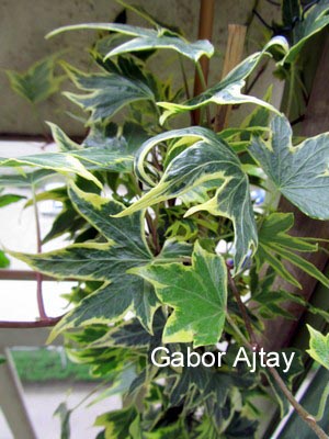 Hedera helix 'Yellow Ripple' (55482)