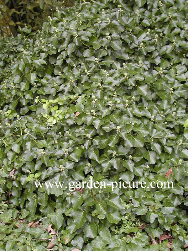 Hedera hibernica 'Deltoidea'