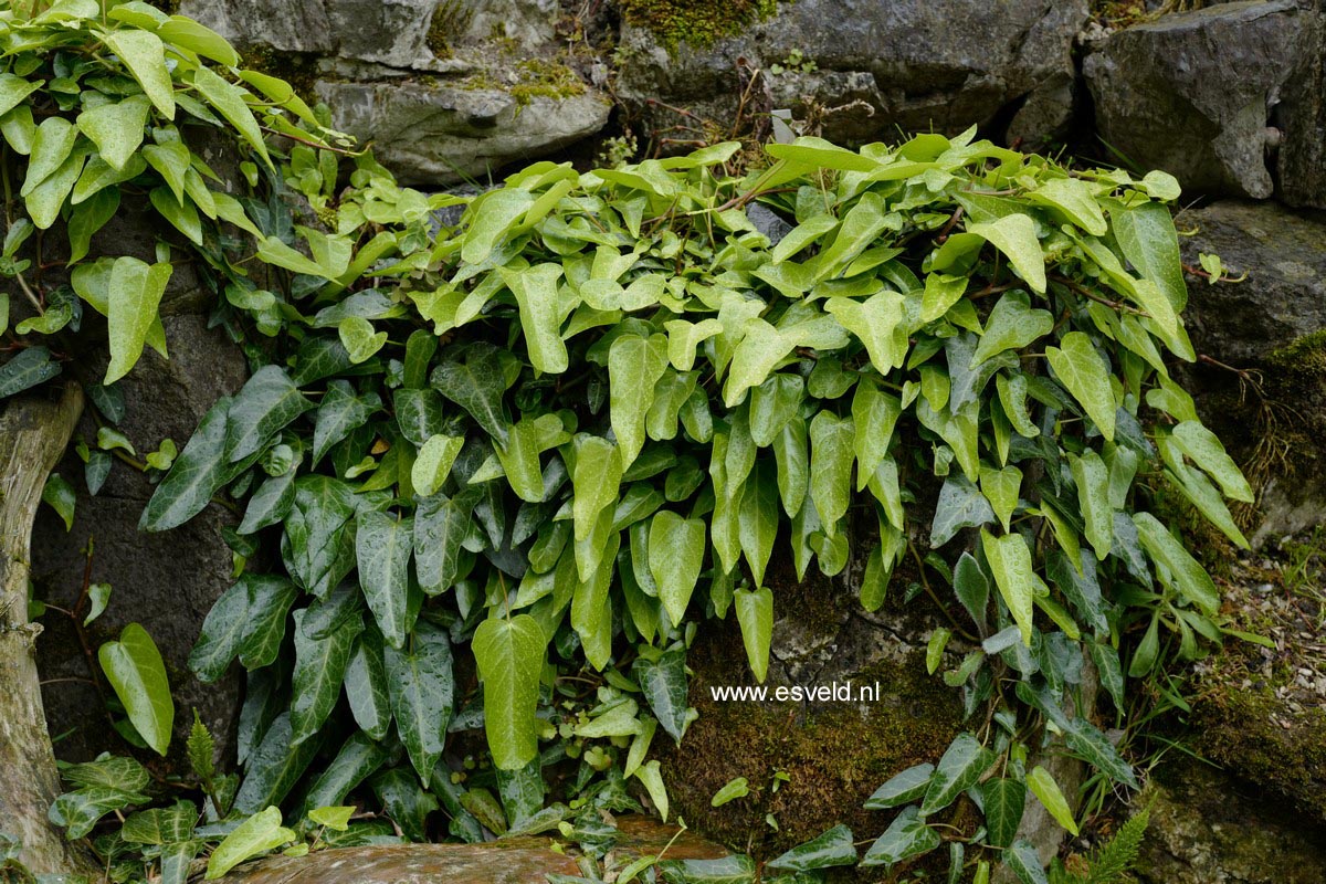 Hedera pastuchovii (B4799)