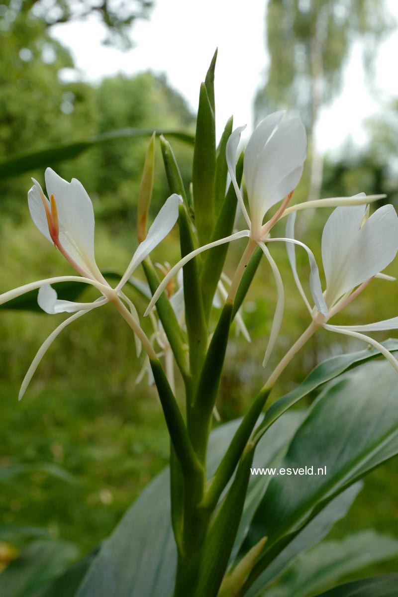 Hedychium spicatum