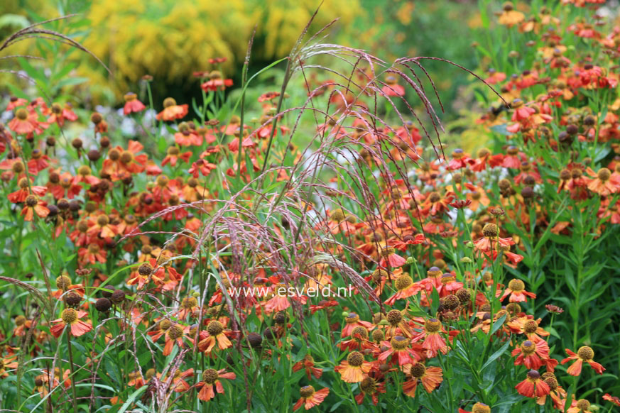 Helenium 'Baudirektor Linne'