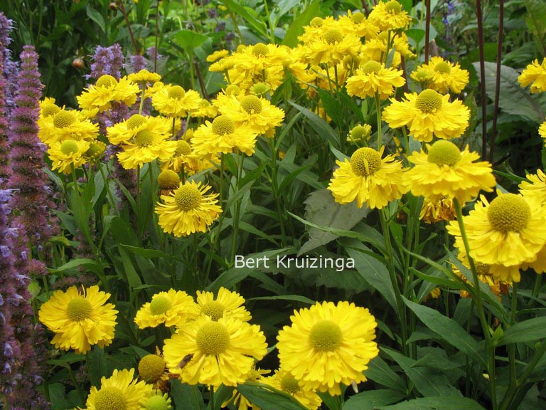 Helenium 'Double Trouble' (84938)