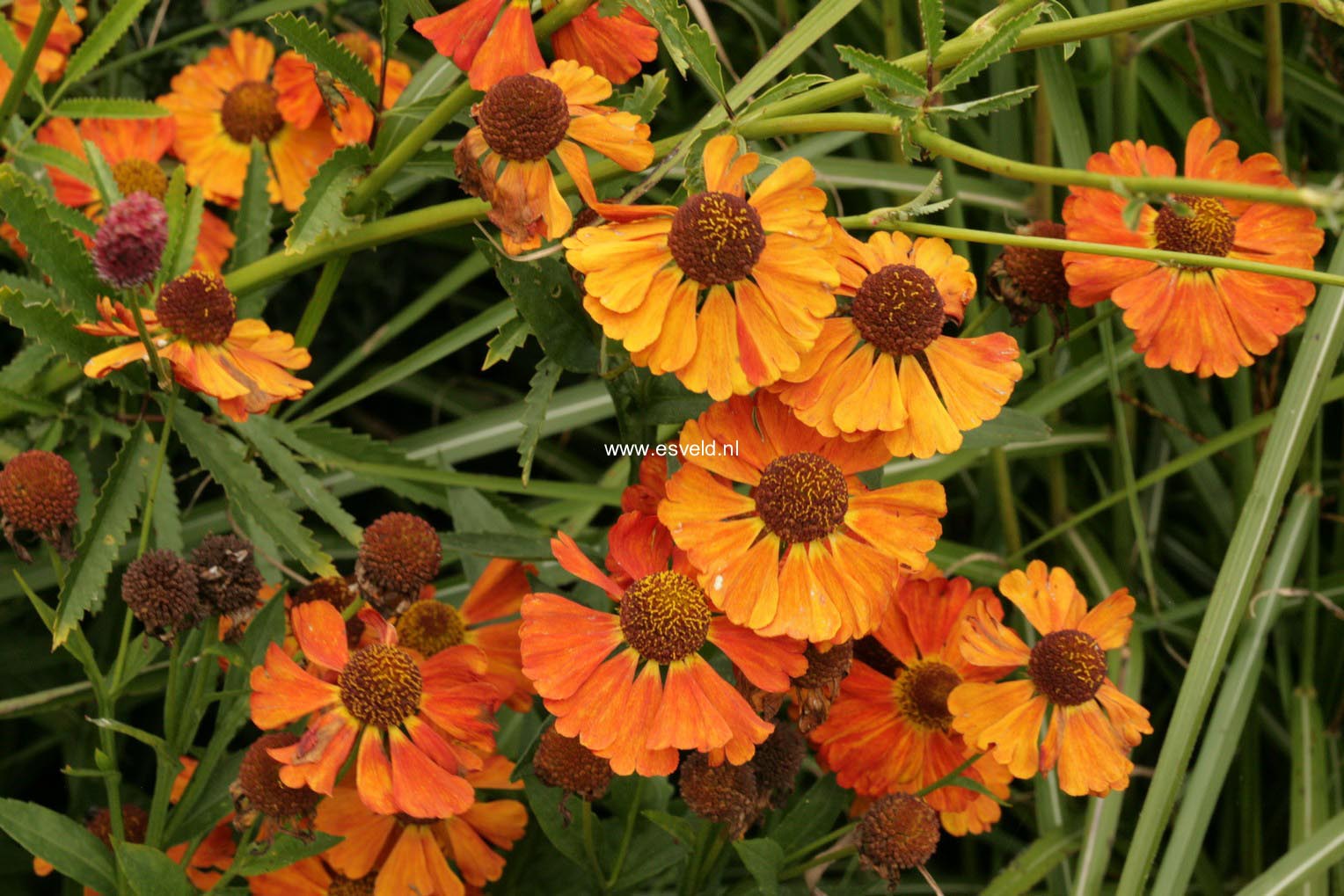 Helenium 'Indianersommer'