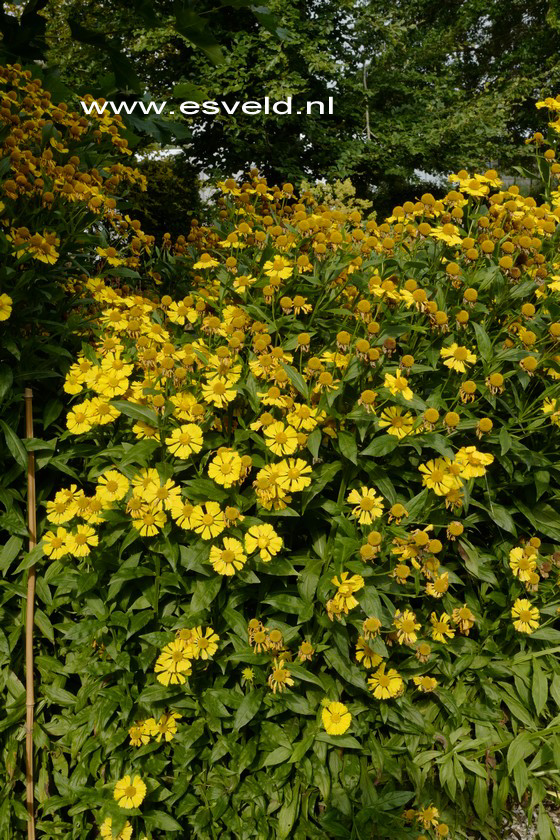 Helenium 'Kanaria'