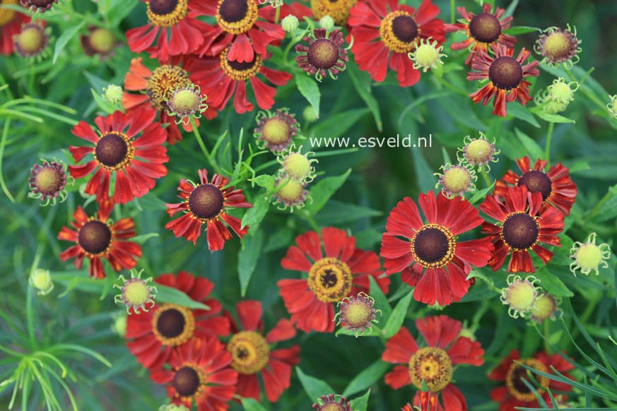Helenium 'Rubinzwerg' (26915)