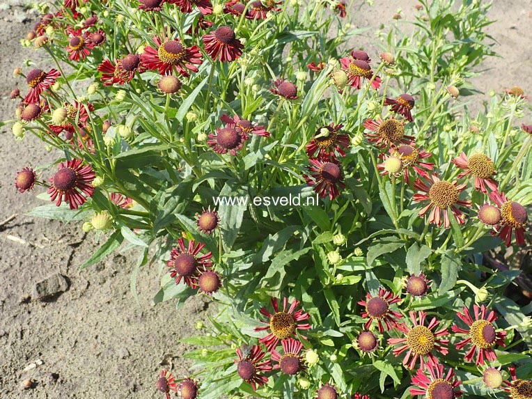 Helenium 'Ruby Tuesday'