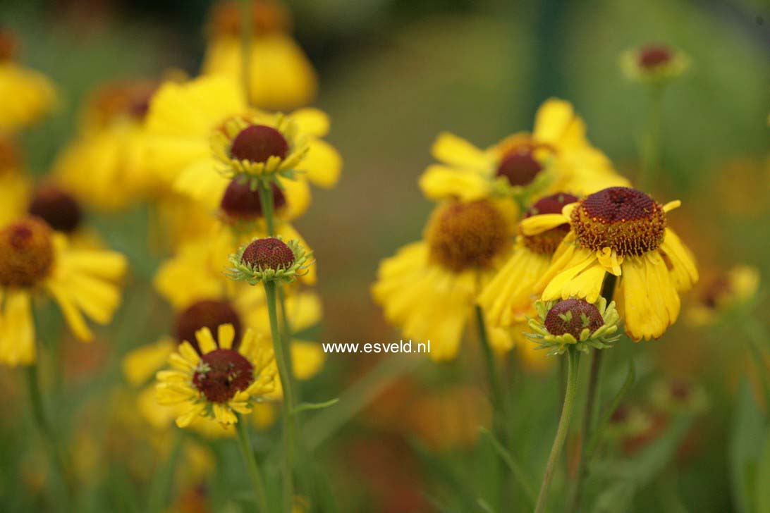 Helenium 'Wesergold'