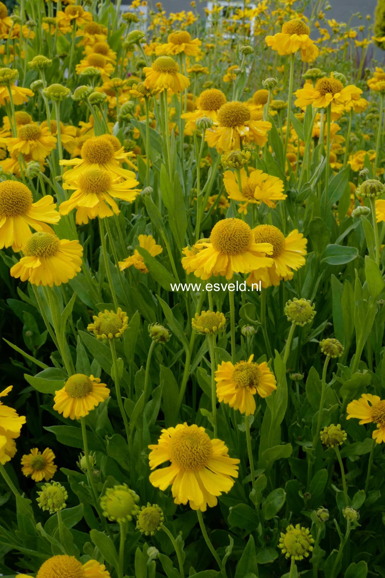 Helenium autumnale 'Pumilum Magnificum' (B0966)