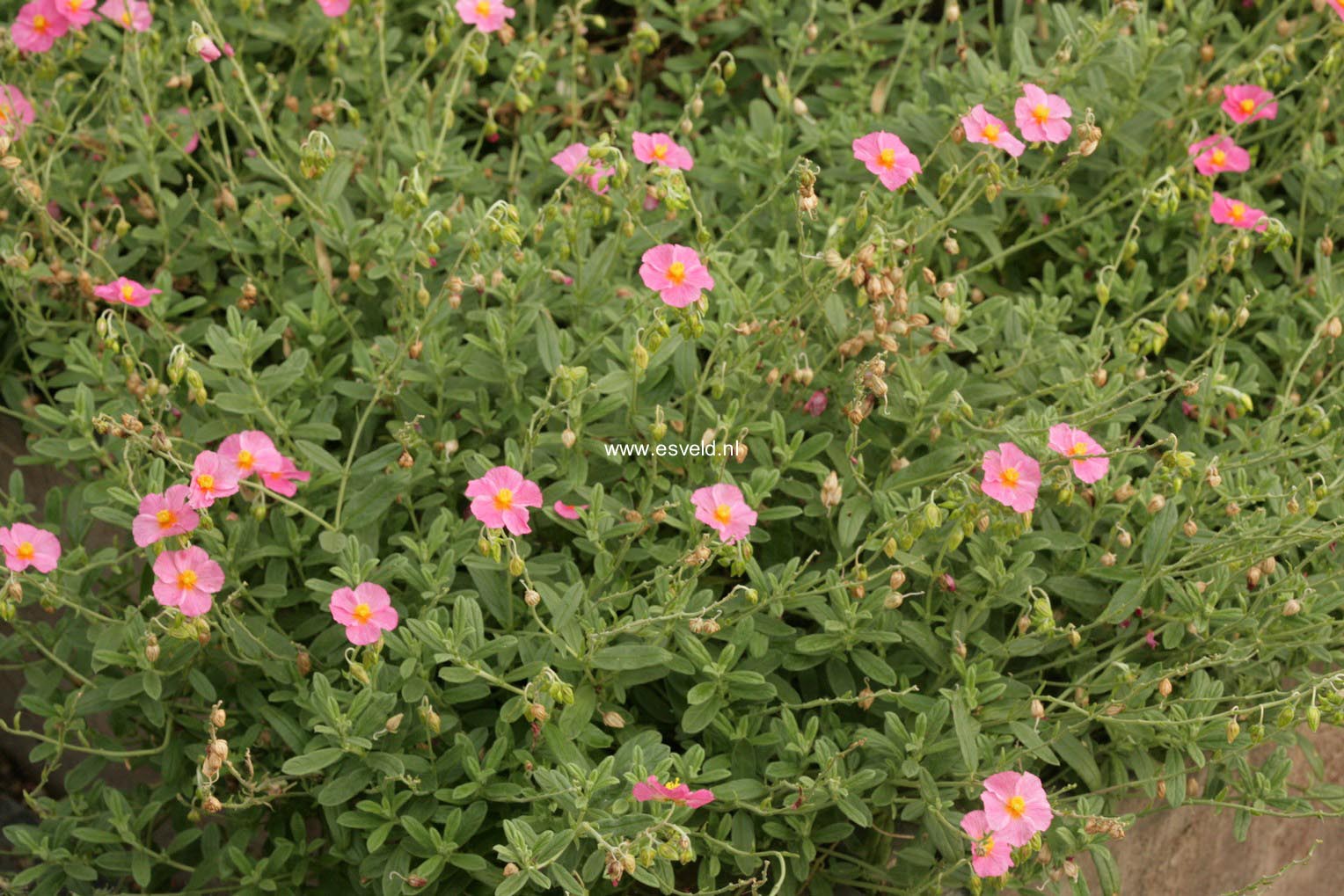 Helianthemum 'Ben Hope'