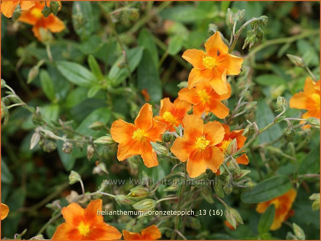 Helianthemum 'Bronzeteppich' (C1159)