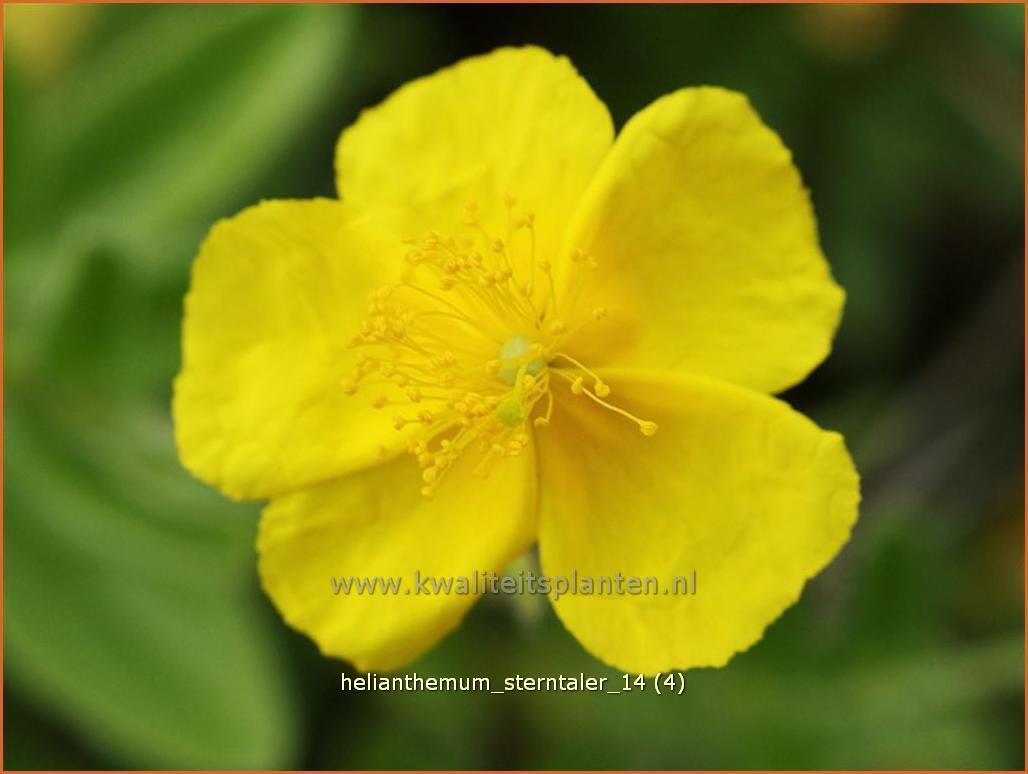 Helianthemum 'Sterntaler' (C1161)