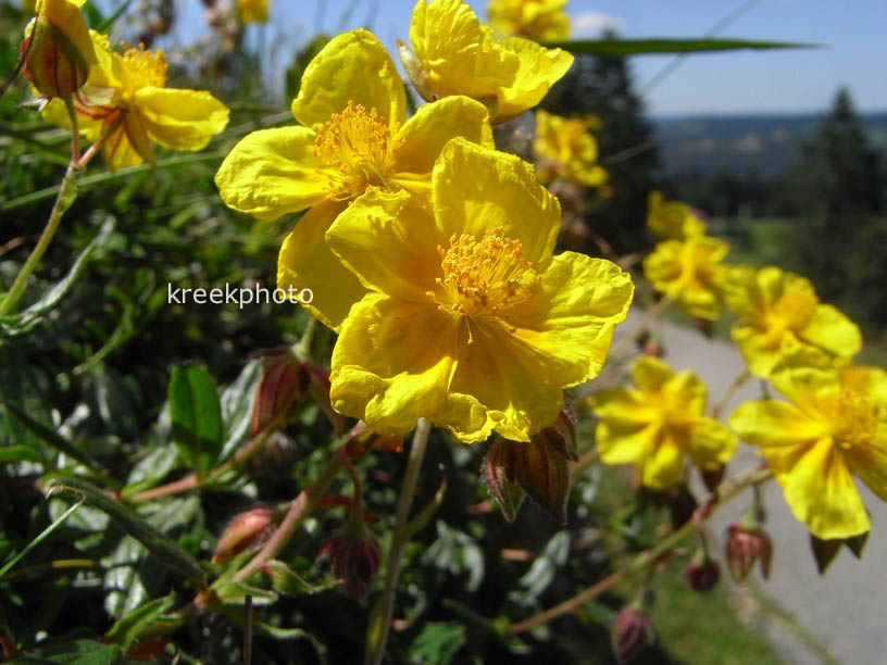 Helianthemum nummularium