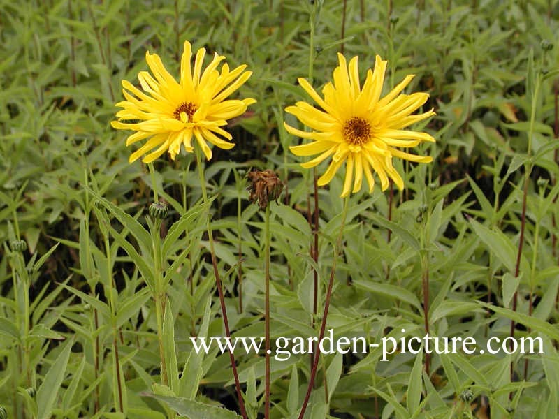 Helianthus atrorubens 'Gullick's Variety'