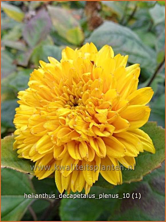 Helianthus decapetalus 'Plenus' (C1162)