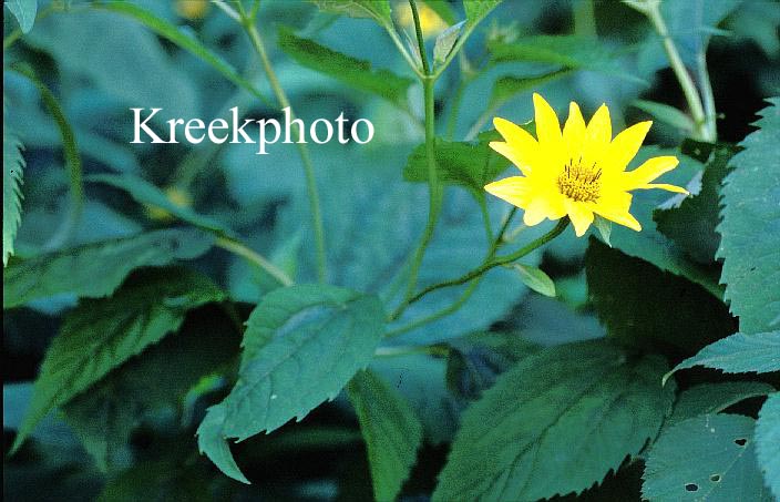 Helianthus tuberosus