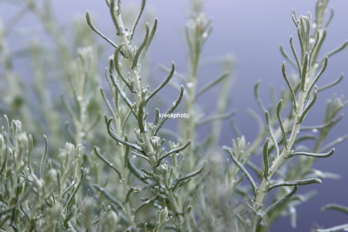 Helichrysum italicum 'Silberzwerg'