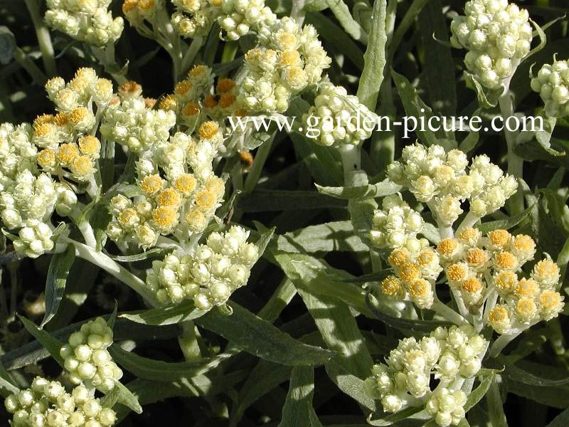 Helichrysum thianschanicum 'Schwefellicht'