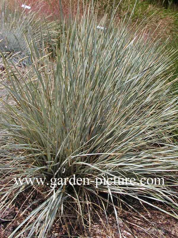 Helictotrichon sempervirens 'Saphirsprudel' Helictotrichon sempervirens 'Saphirsprudel'