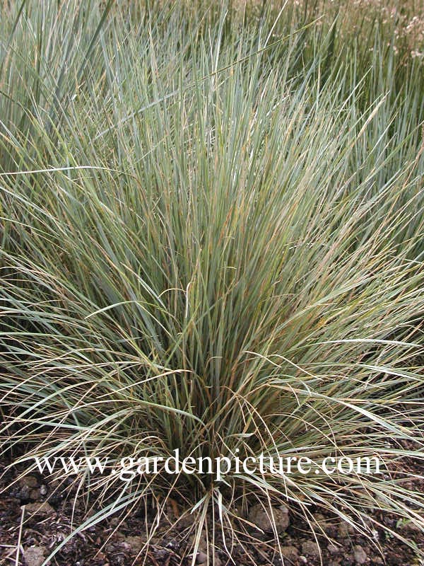 Helictotrichon sempervirens