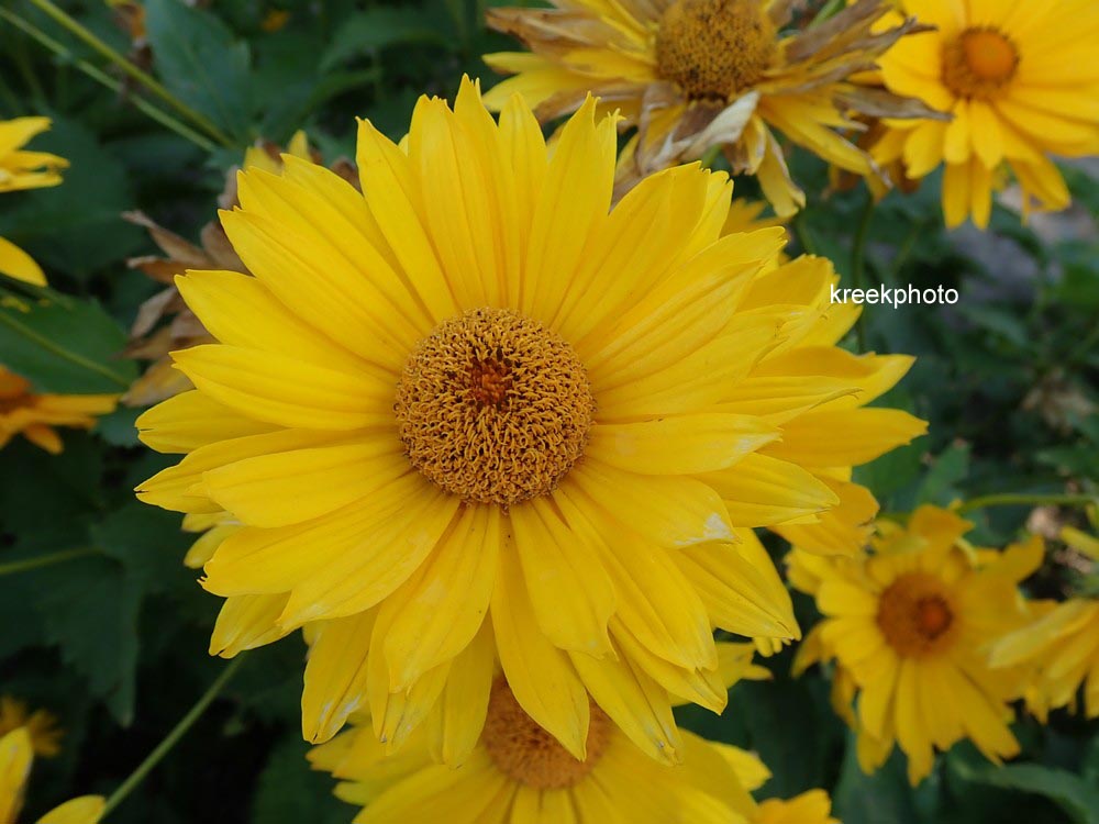 Heliopsis helianthoides 'Mars'