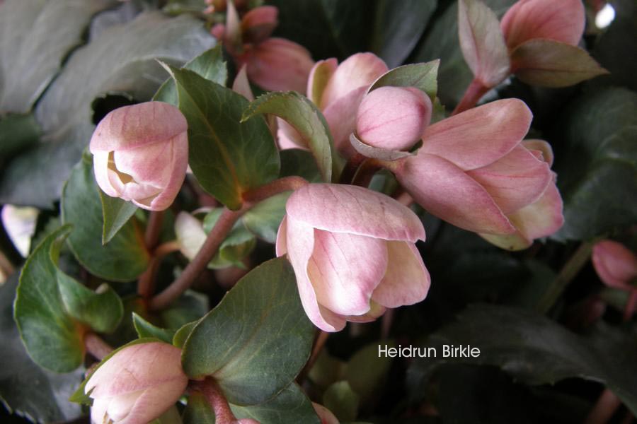 Helleborus 'Angel Glow'