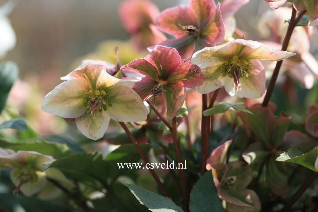 Helleborus 'Pink Beauty' Helleborus 'Pink Beauty'