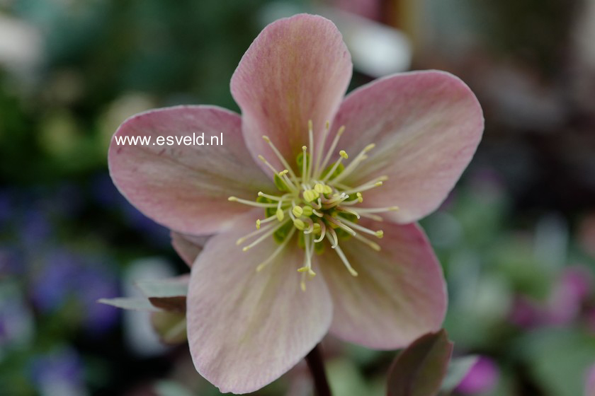 Helleborus 'Winter Sunshine'