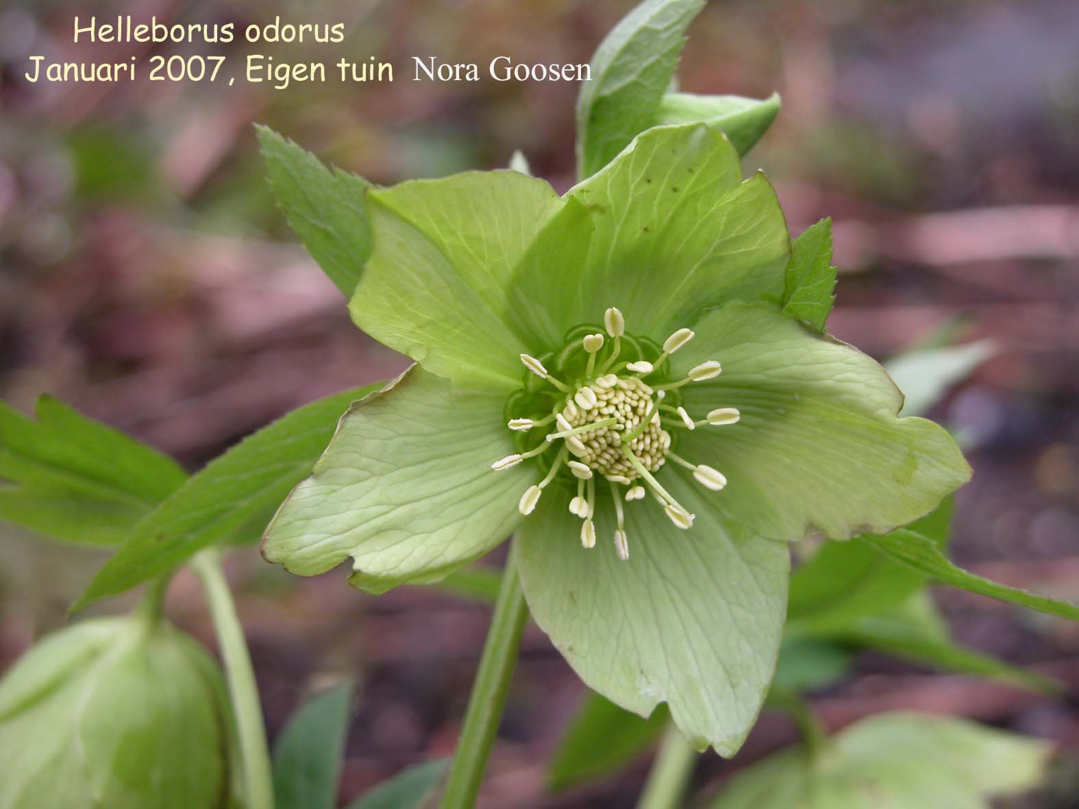 Helleborus odorus