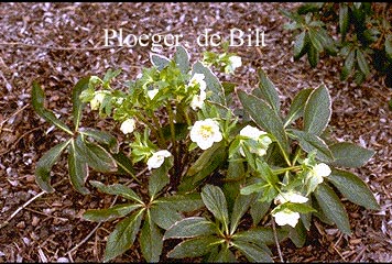 Helleborus orientalis 'Alba'