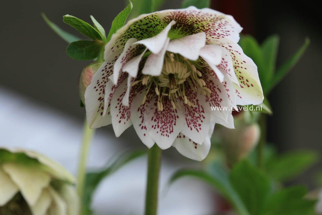 Helleborus orientalis 'Cinderella'