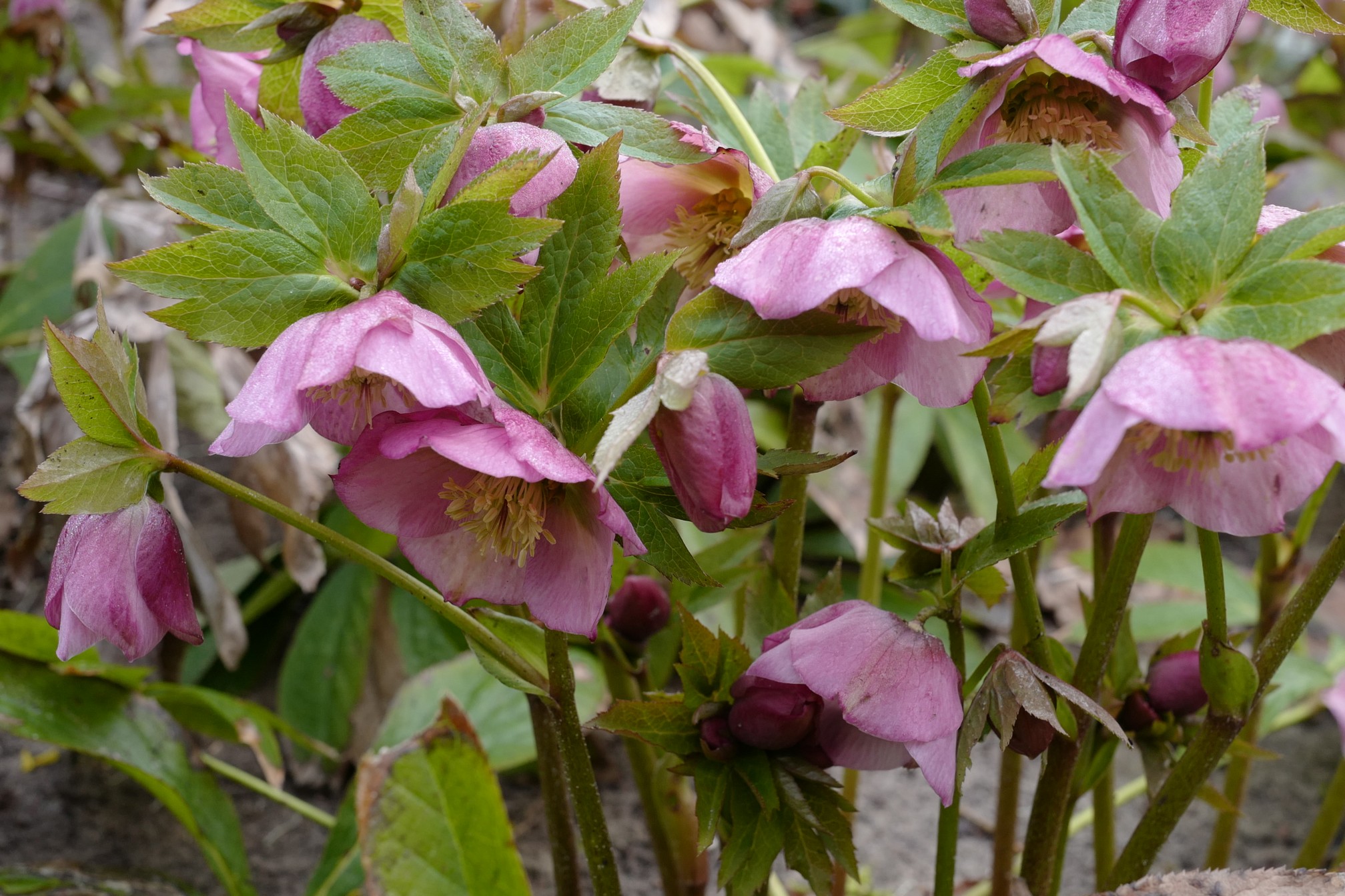 Helleborus orientalis 'Pretty Ellen'