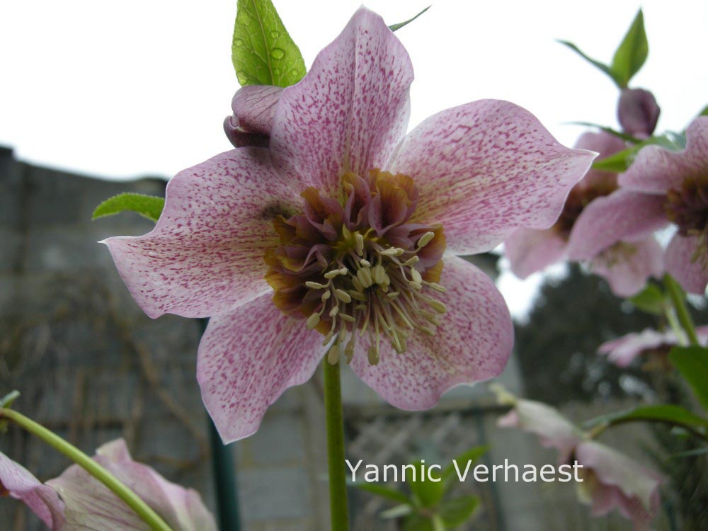 Helleborus orientalis 'Tutu'