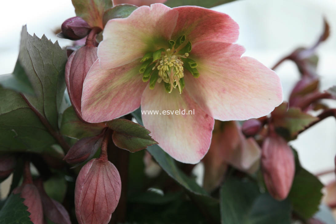 Helleborus x ericsmithii 'Ruby Glow'