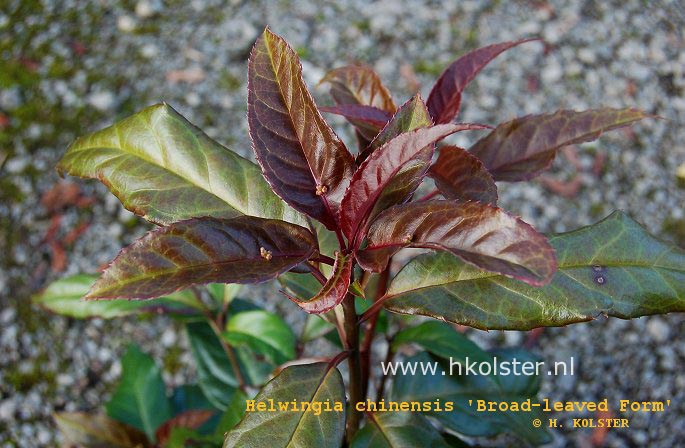 Helwingia chinensis 'Broad-Leaved-Form'