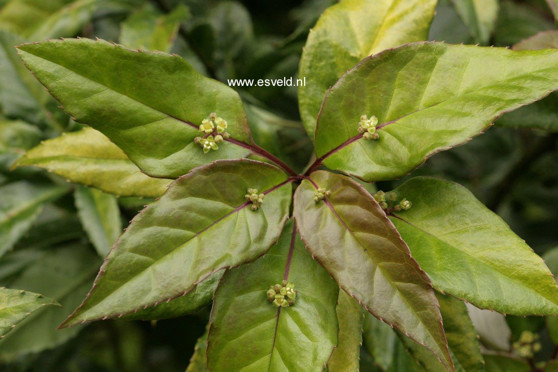 Helwingia japonica Helwingia japonica