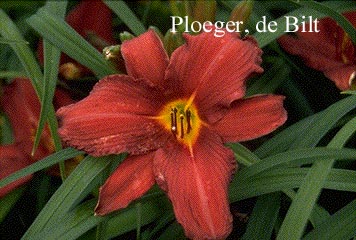 Hemerocallis 'Almatine'