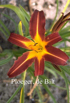 Hemerocallis 'Autumn Red'