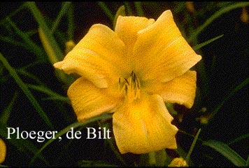 Hemerocallis 'Chloe's Child' Hemerocallis 'Chloe's Child'