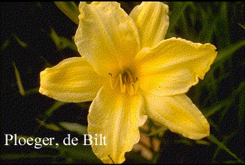 Hemerocallis 'Dawn Supreme' Hemerocallis 'Dawn Supreme'