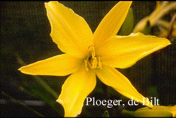 Hemerocallis 'Gold Imperial' Hemerocallis 'Gold Imperial'